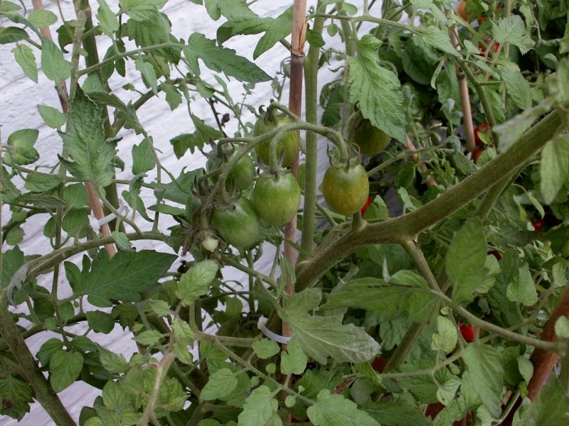 Suivi potager 9-08 005 (800x600).jpg