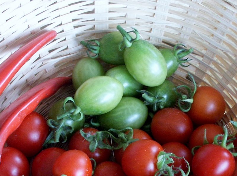 Suivi potager 9-08 015 (800x596).jpg