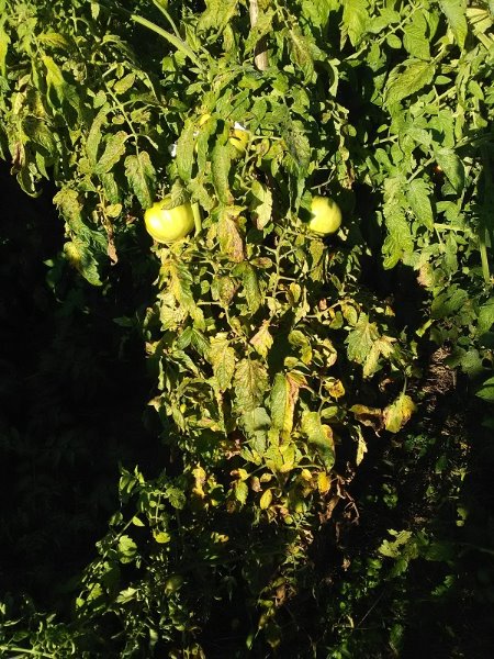 les tomates en extérieur sont chargées