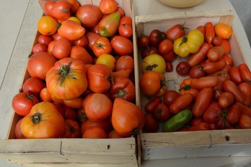 et nouvelle récolte du jour, peut être 30 Kg