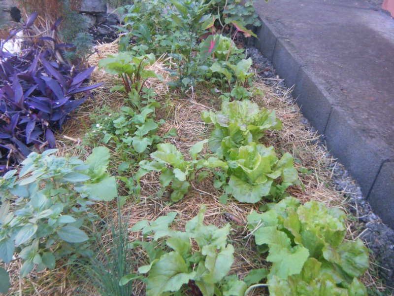 DSCF0009.jpg