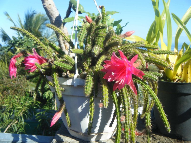 DSCF0012.jpg