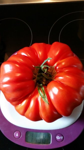 310817 tomate potiron écarlate.jpg