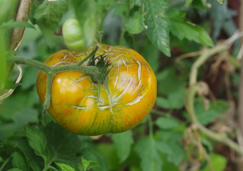 tomate1.JPG
