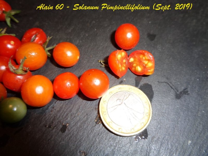 Solanum Pimpinellifolium.JPG