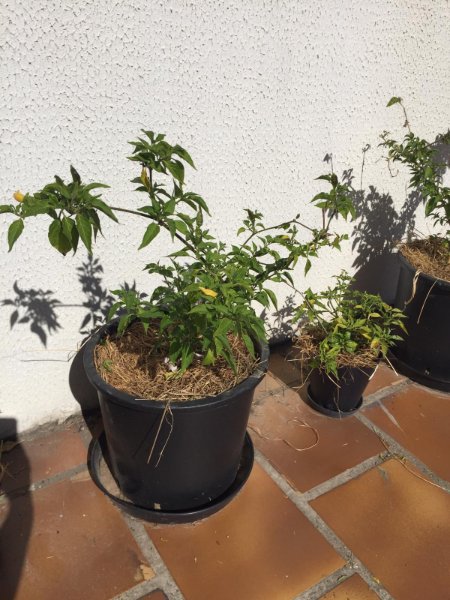IMG-20190920-WA0004.jpg