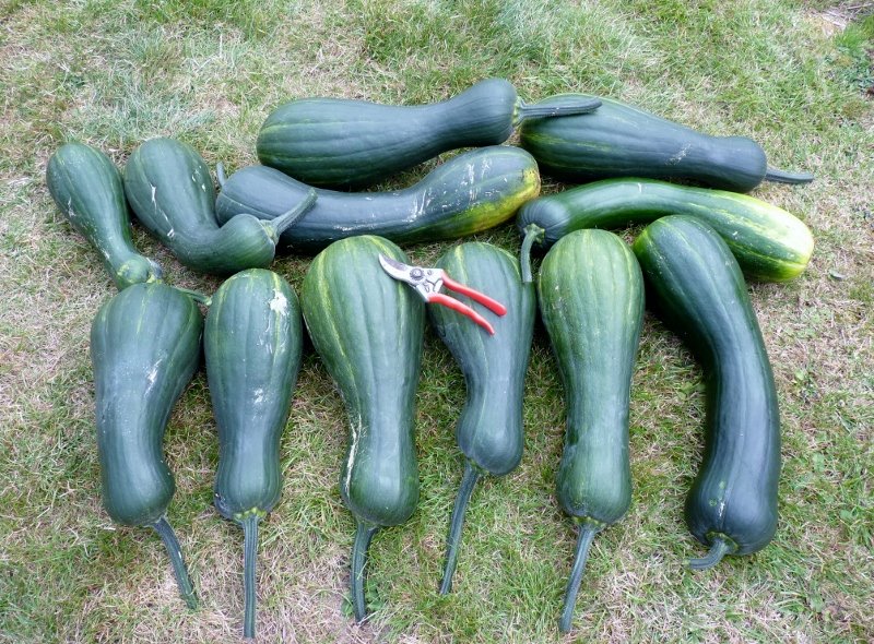 jardin sept 19 005 (800x590).jpg