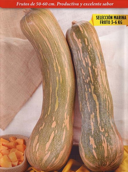 calabaza-tipo-vasca-marina_1 (474x636).jpg