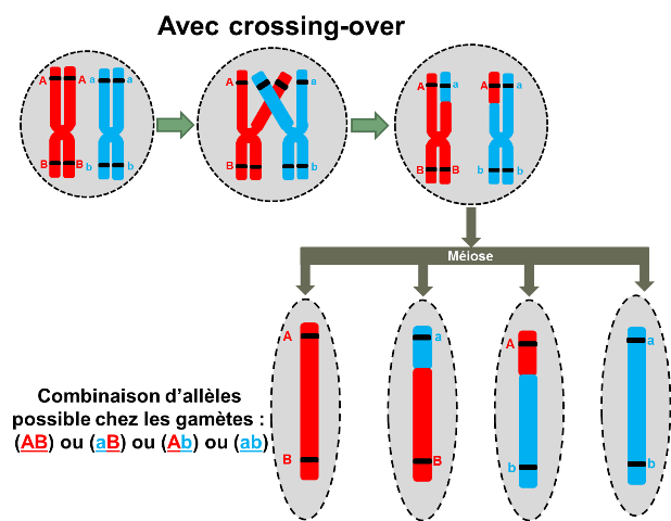 meiose-crossingover.png