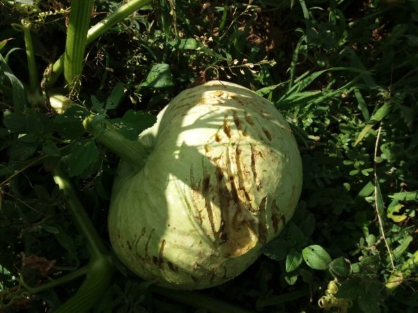20190730_171552 (Personnalisé).jpg