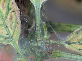 Araignées rouges, dégâts sur poivron