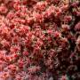 cc_by_2.0_colony_of_red_spider_mites_tetranychus_urticae_800.jpg