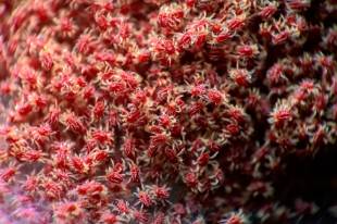 Colonie d'araignées rouges