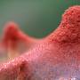 cc_by_2.0_red_spider_mite_tetranychus_urticae_800.jpg