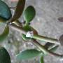 cc_cochenilles_farineuses_sur_plante_d_interieur_2_.jpg