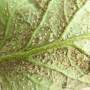 linette_-_aleurodes_verso.jpg