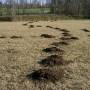 cc_taupinieres_-_mole-hills.jpg