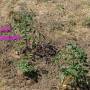 heidi_2015_-_campagnols_tomate1.jpg