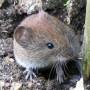 wiki_campagnol_roussatre-roetelmaus.jpg