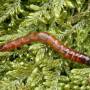 cc_taupin-agriotes-lineatus.jpg