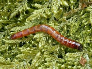 larve de taupin, agriotes lineatus (2)