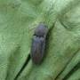 cc_taupin-agriotes_obscurus_01.jpg