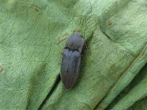 taupin adulte, agriotes obscurus (1)