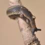 cc-limace_noire_des_jardins_arion_hortensis_1.ext.jpg