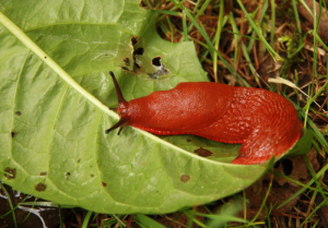 Limace rouge
