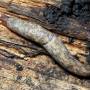 cc-petite_limace_grise_-_deroceras_reticulatum.jpg