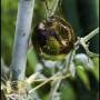 jemlestomates-escargot-2f.jpg