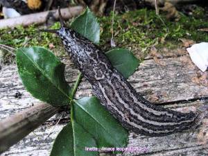 Limace léopard, ou grande limace grise (photo Linette, LesTomos)