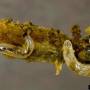 cc_darkwinged_fungus_gnat_larvae.jpg