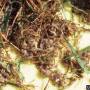 cc_darkwinged_fungus_gnats.jpg