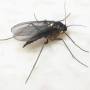 cc_female_black_fungus_gnat.jpg