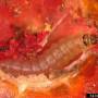 cc_tomato_leafminer_tuta_absoluta_larva.jpg