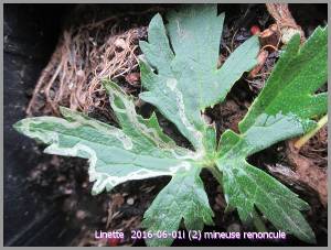 Galeries de mineuse sur feuille de renoncule (photo: Linette, Les tomos