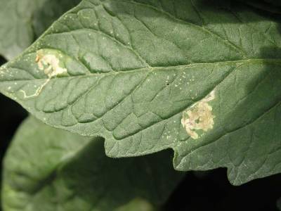 Mouche mineuse, galeries dans une feuille de tomate