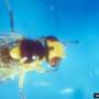 wiki_tomato_leafminer_liriomyza_bryoniae_fly.jpg