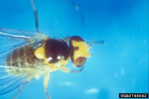 Mouche mineuse Liriomyza bryoniae, adulte