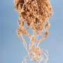 cc-by-sa_tomato_root-knot_nematode_meloidogyne_incognita.jpg