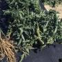 cc_root-knot_nematodes_tomato_damage.jpg