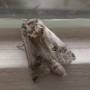 coo_noctuelle1000.jpg