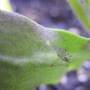 linette_puceron-aile-tomate.jpg