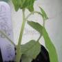 linette_pucerons-tomate2.jpg