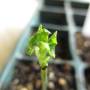 linette_pucerons-tomate3.jpg