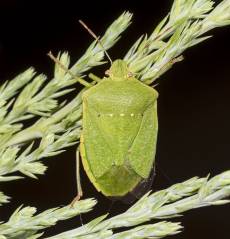punaise nezara viridula adulte (Photo Ellada, tomodori)