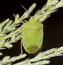 punaise nezara viridula adulte (Photo Ellada, tomodori)