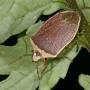 cc_nezara_viridula_f._torquata_hiver.jpg