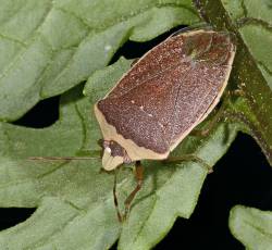 punaise nezara viridula forme torquata, brune l'hiver